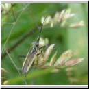 Leptopterna dolobrata - Weichwanze m01.jpg